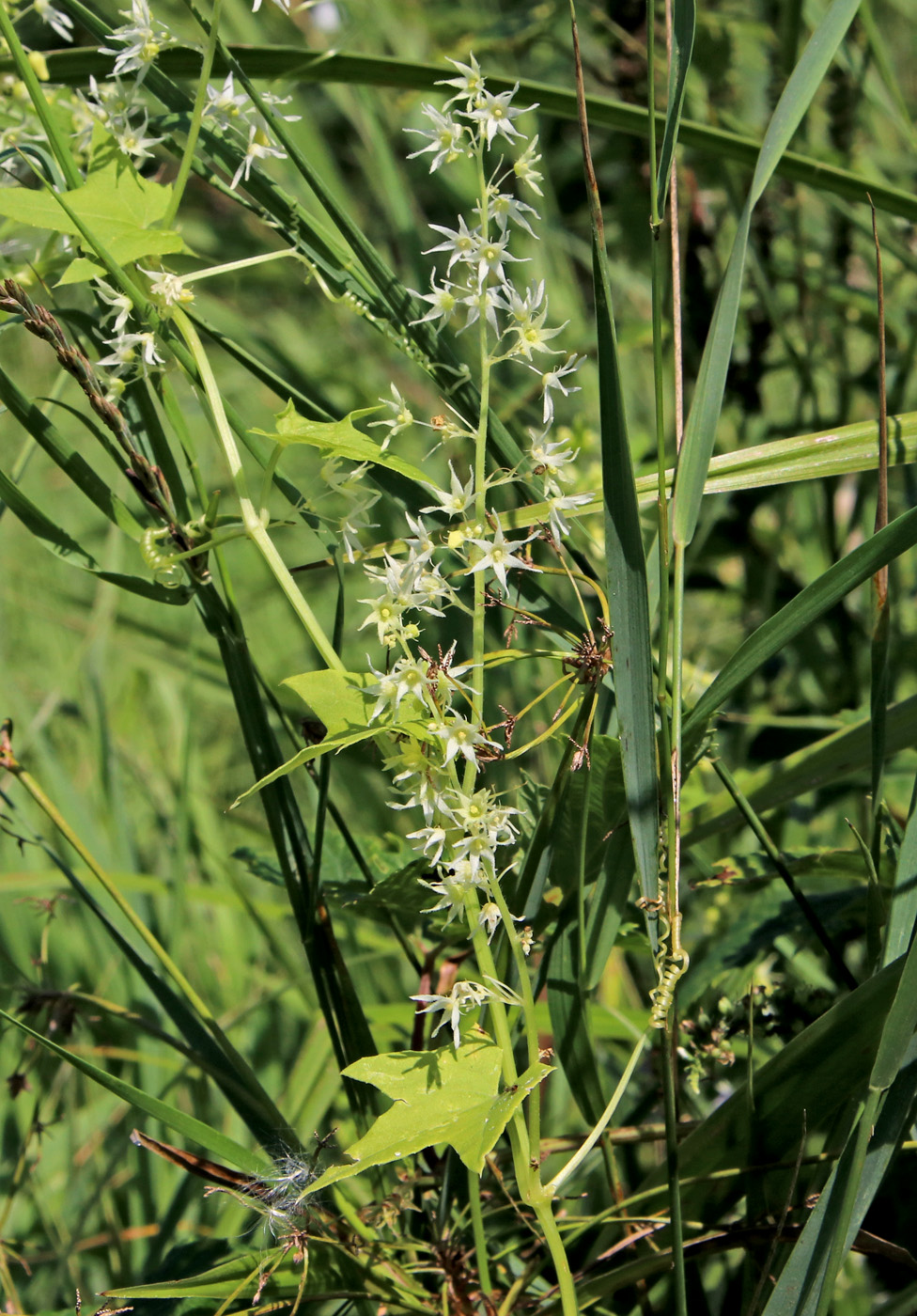 Image of Echinocystis lobata specimen.
