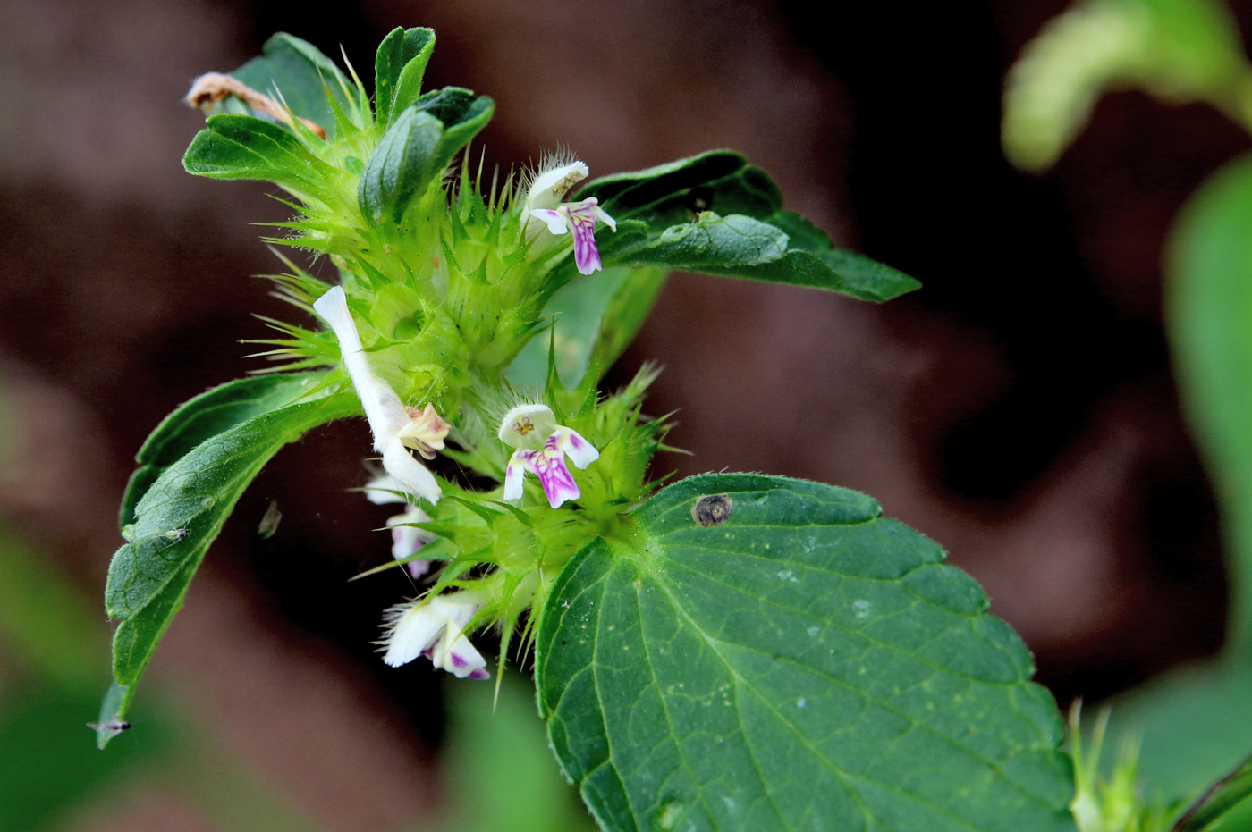 Изображение особи Galeopsis tetrahit.