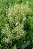 Cardaria draba. Соплодия с незрелыми плодами. Белгородская обл., Ракитянский р-н, ст. Готня, пустошь у железнодорожной насыпи. 12 июня 2021 г.