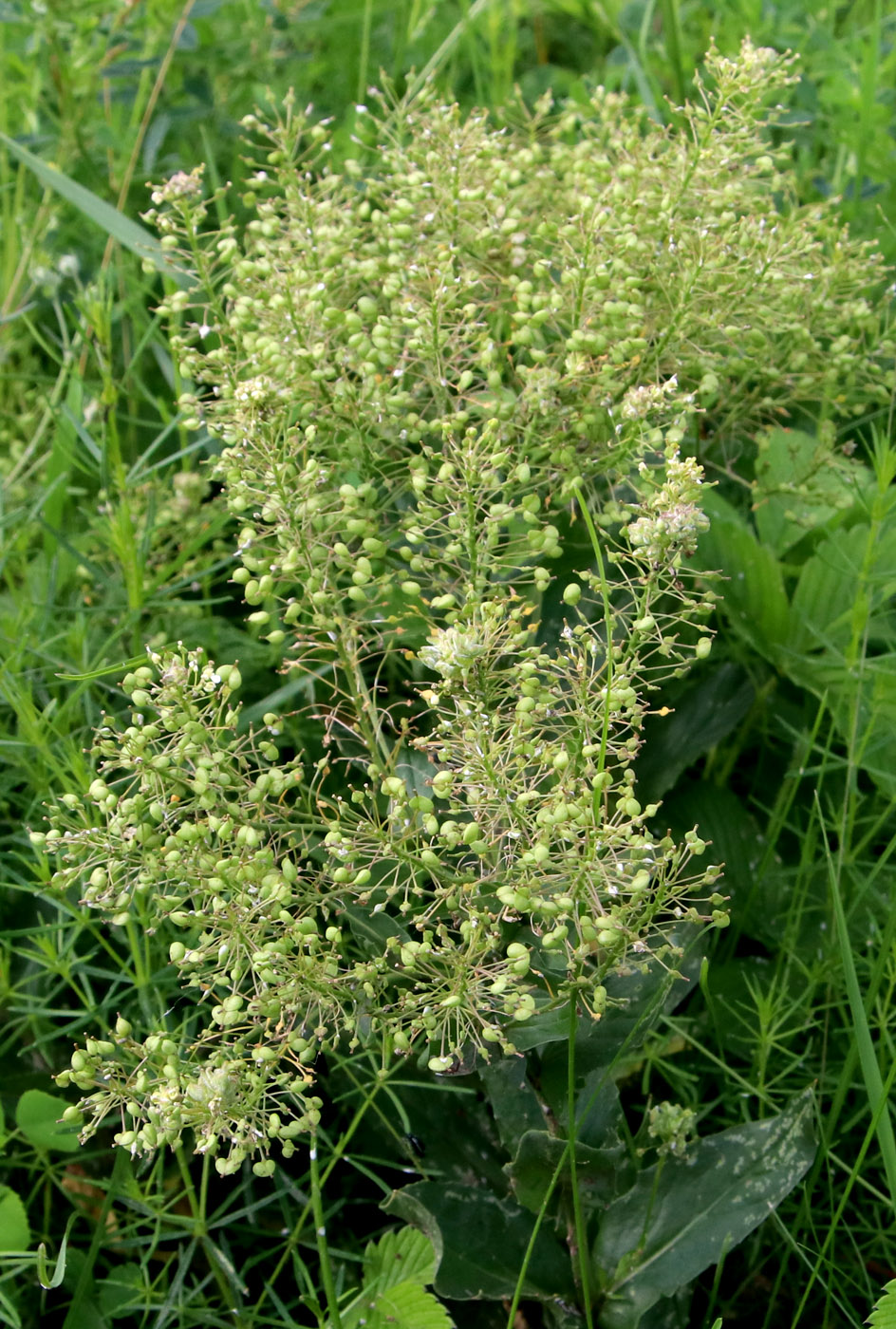 Изображение особи Cardaria draba.