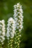 Liatris spicata. Верхушка соцветия (белоцветковый культивар). Карелия, г. Петрозаводск, Ботанический сад ПетрГУ. 22.08.2025.