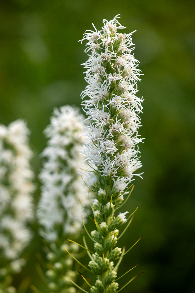 Изображение особи Liatris spicata.