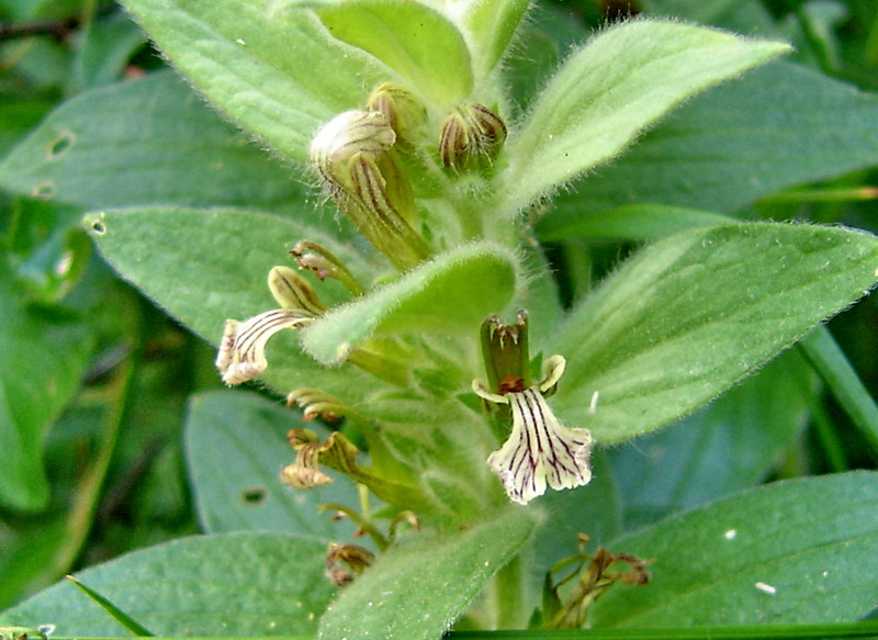 Image of Ajuga laxmannii specimen.
