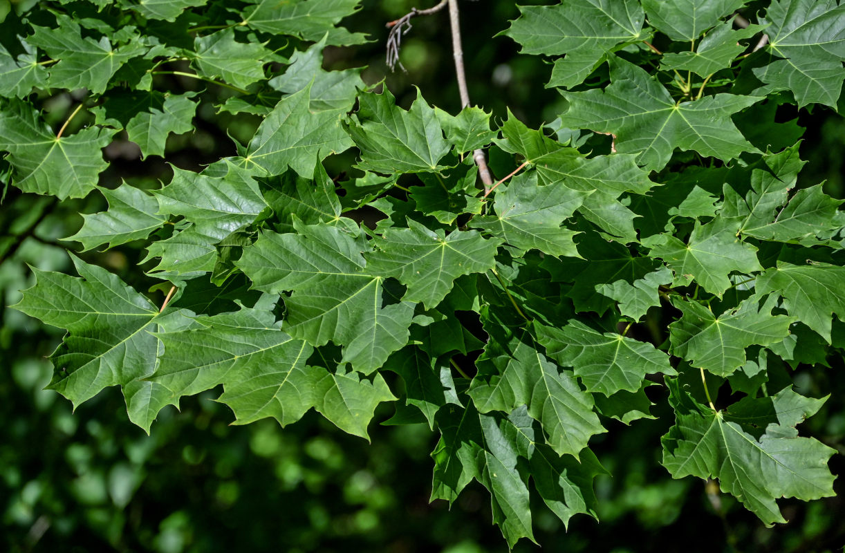 Изображение особи Acer platanoides.