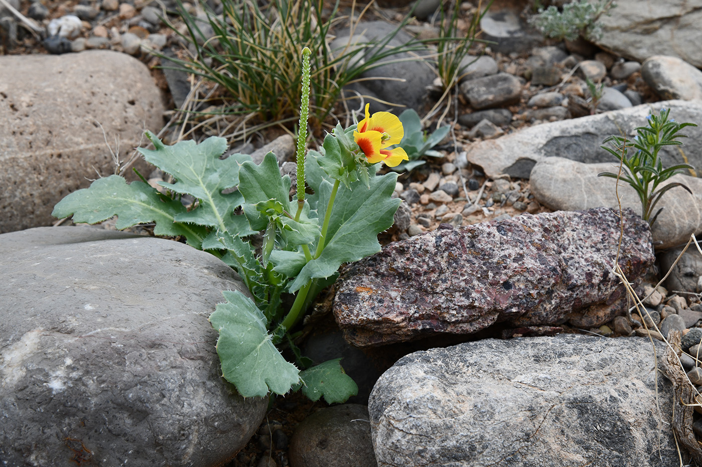 Изображение особи Glaucium elegans.
