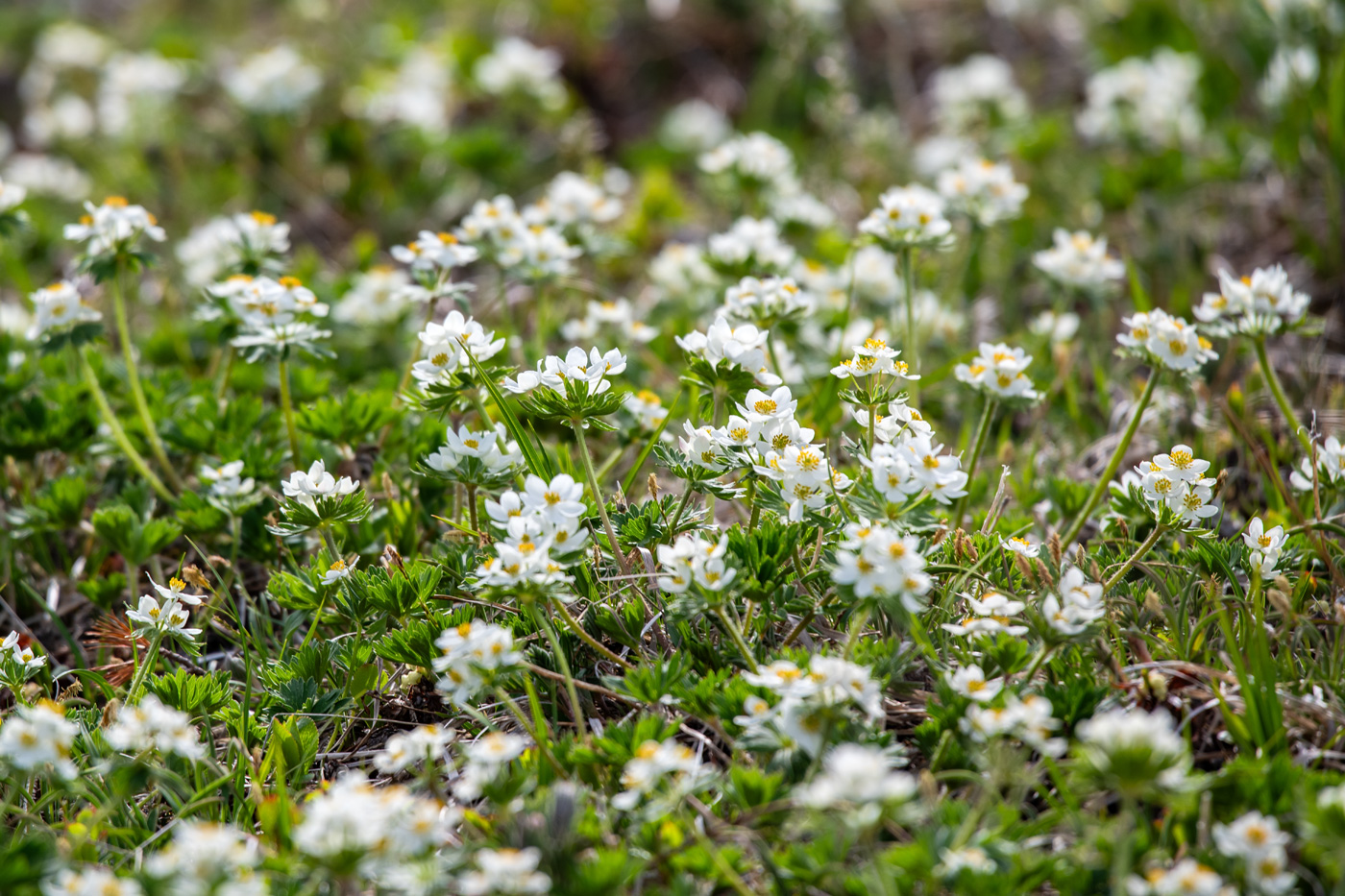 Изображение особи Anemonastrum brevipedunculatum.