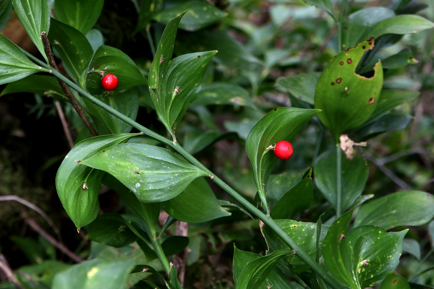 Image of Ruscus colchicus specimen.
