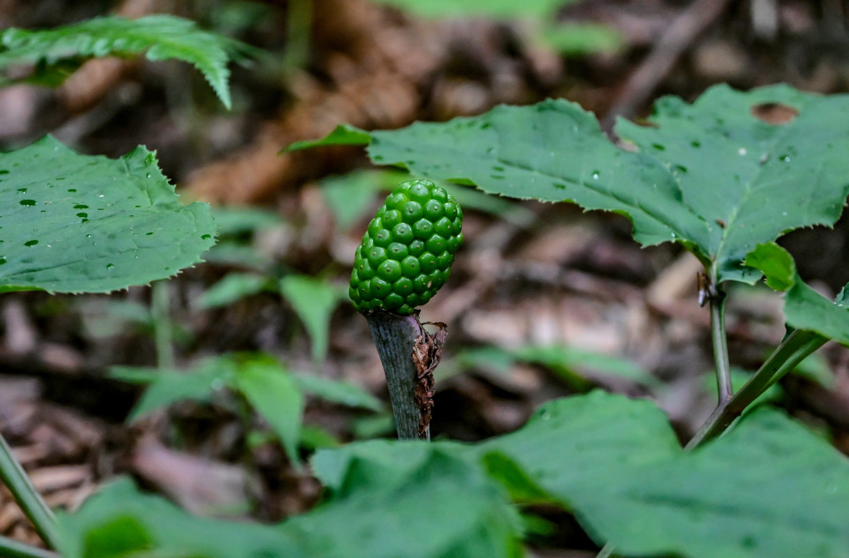 Изображение особи Arisaema bockii.