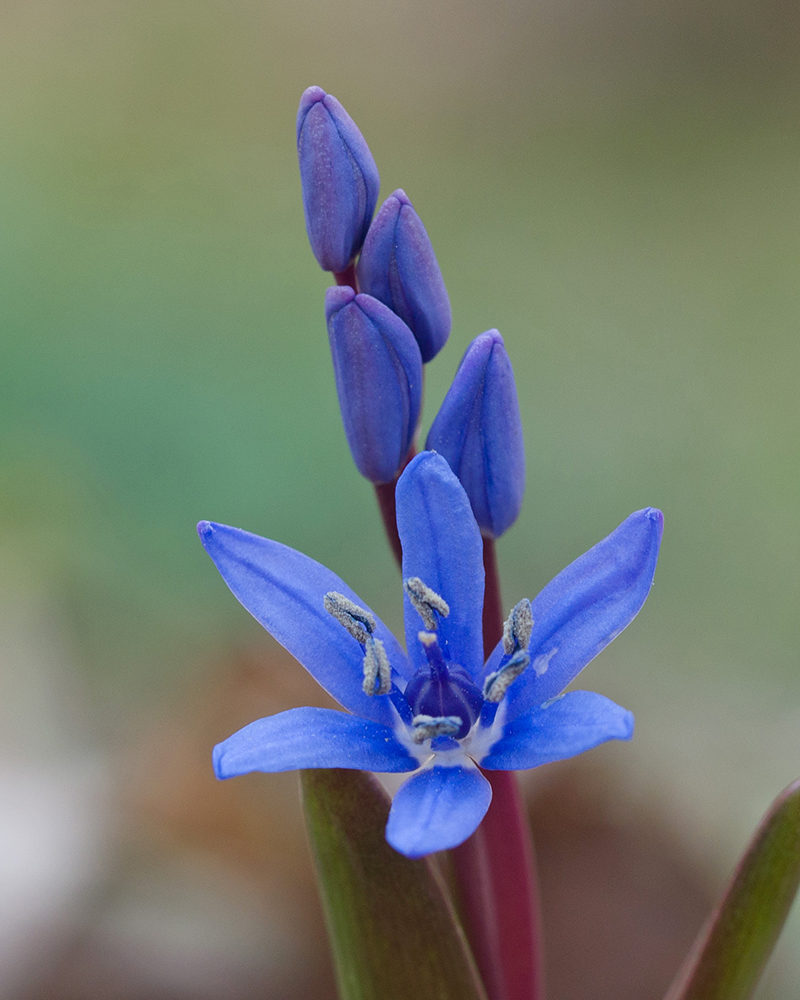 Image of Scilla bifolia specimen.