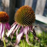 Echinacea purpurea. Отцветающее соцветие. Североуральск, дачный участок. 11.09.2021.