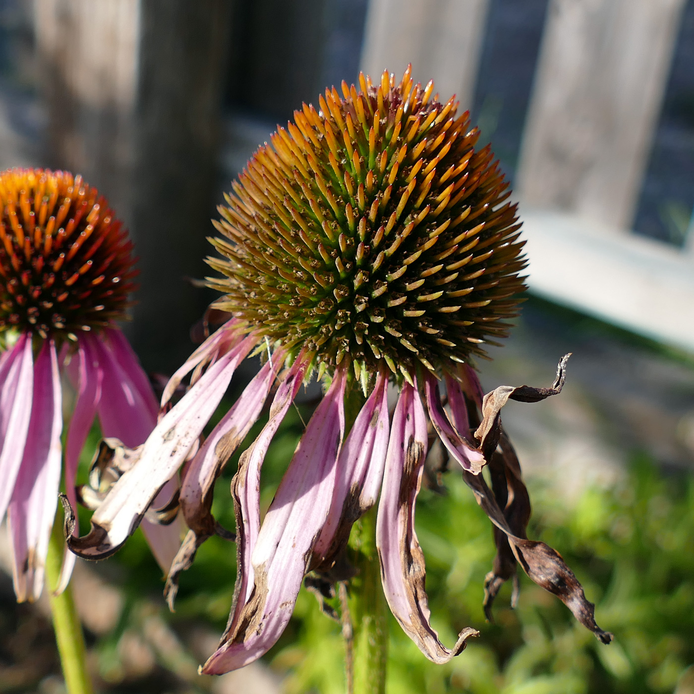 Image of Echinacea purpurea specimen.