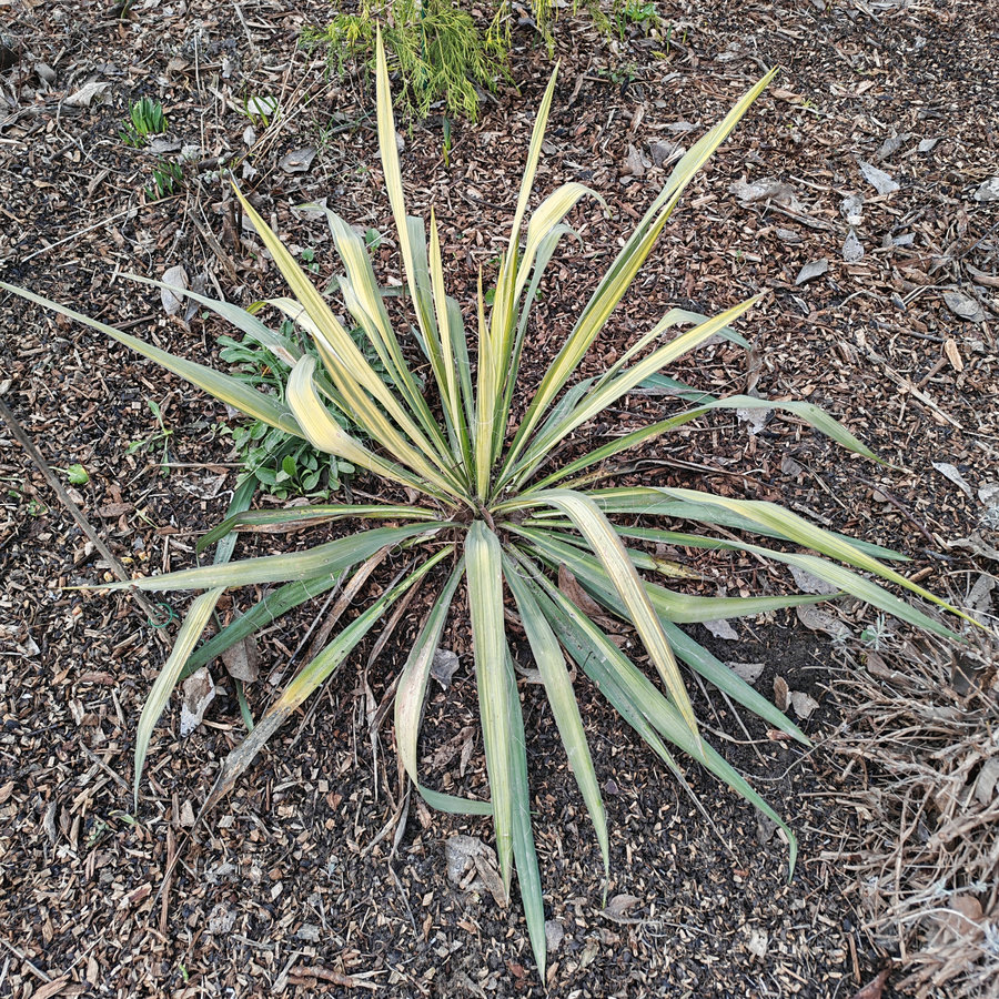 Изображение особи Yucca filamentosa.