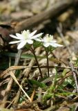 Anemone altaica