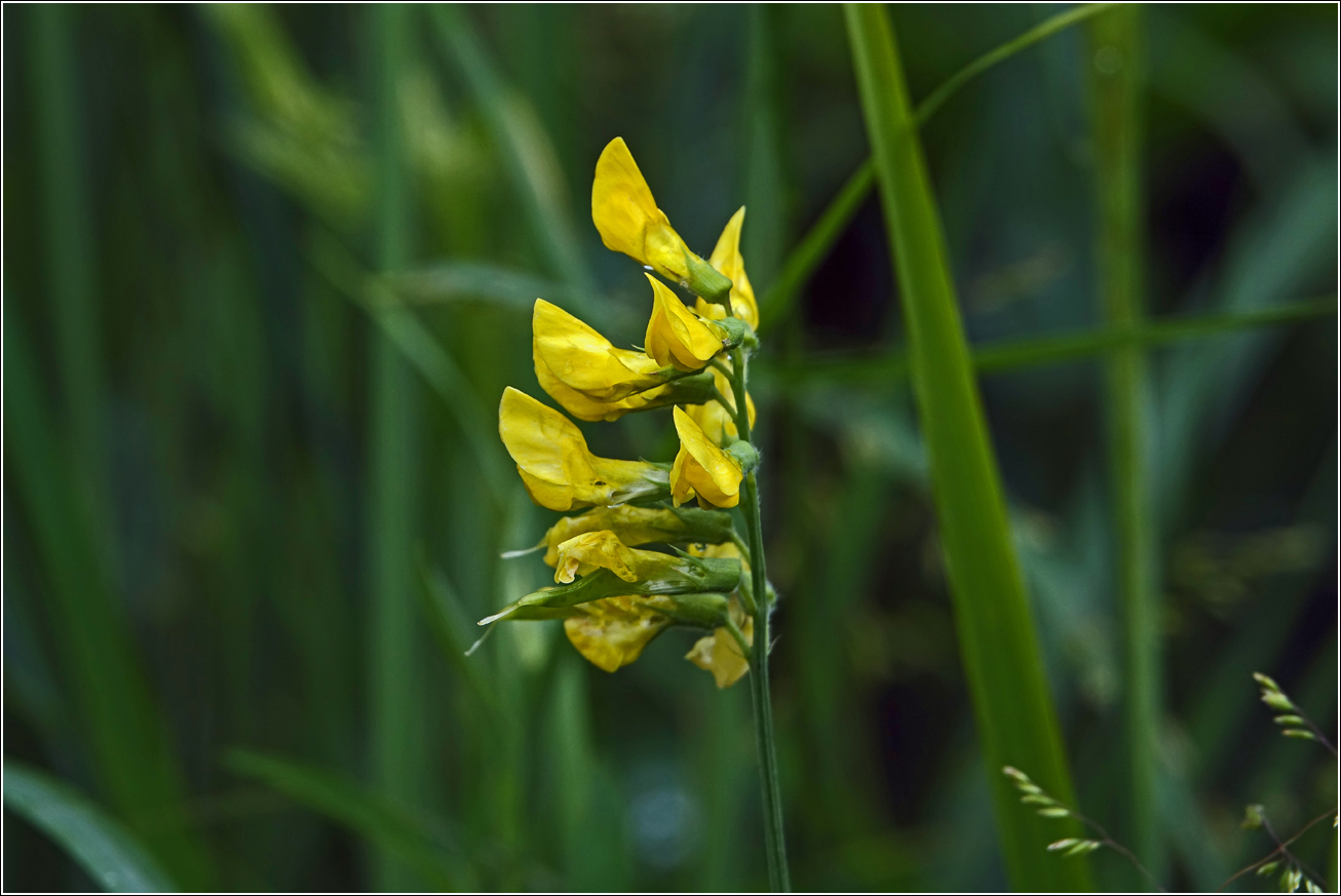 Image of Lathyrus pratensis specimen.