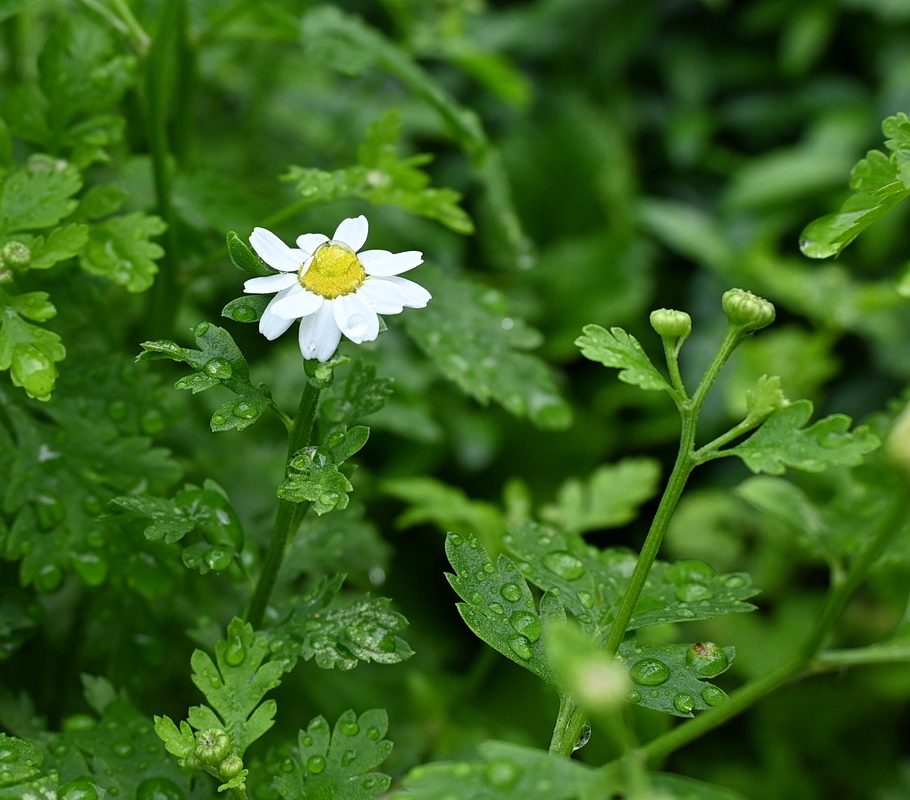Image of Pyrethrum parthenium specimen.