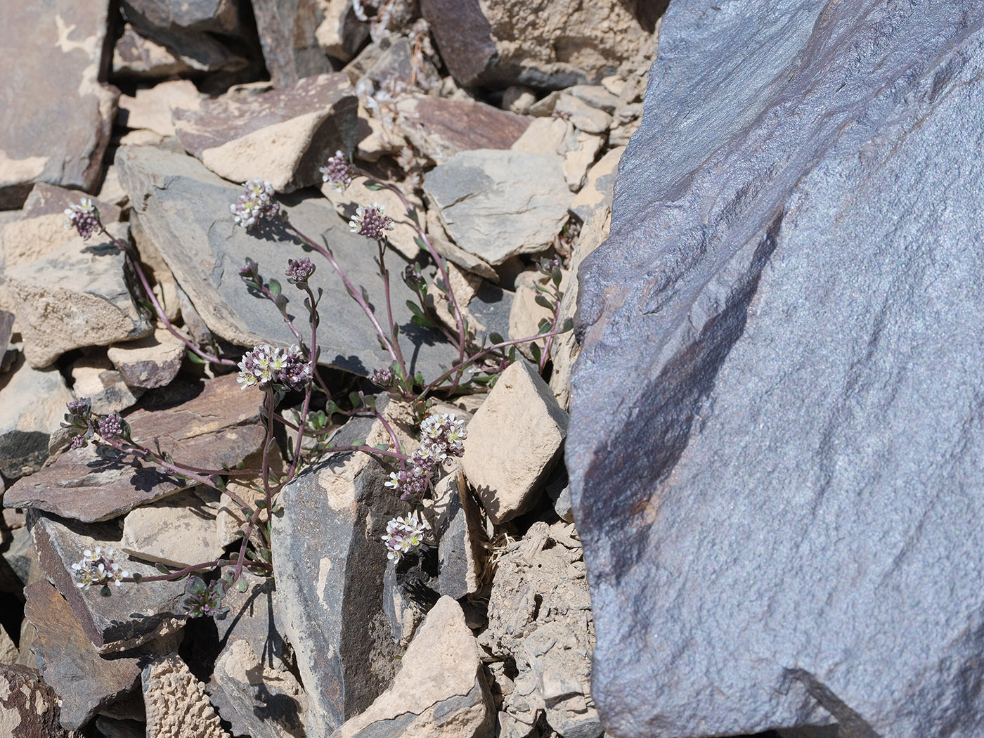 Image of familia Brassicaceae specimen.
