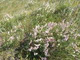 Hedysarum razoumowianum. Вегетирующее растение. Казахстан, Актюбинская обл., г. Актобе, окр. жилого массива \"Акшат\", северный склон холма, разнотравно-ковыльная степь на обнажении известняков. 21.05.2026.