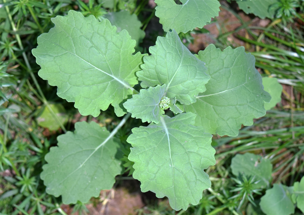 Image of Brassica oleracea specimen.