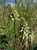 Astragalus uliginosus. Верхушки зацветающих побегов. Хабаровский край, г. Комсомольск-на-Амуре, берег р. Амур (Совхозная протока). 10.06.2026.