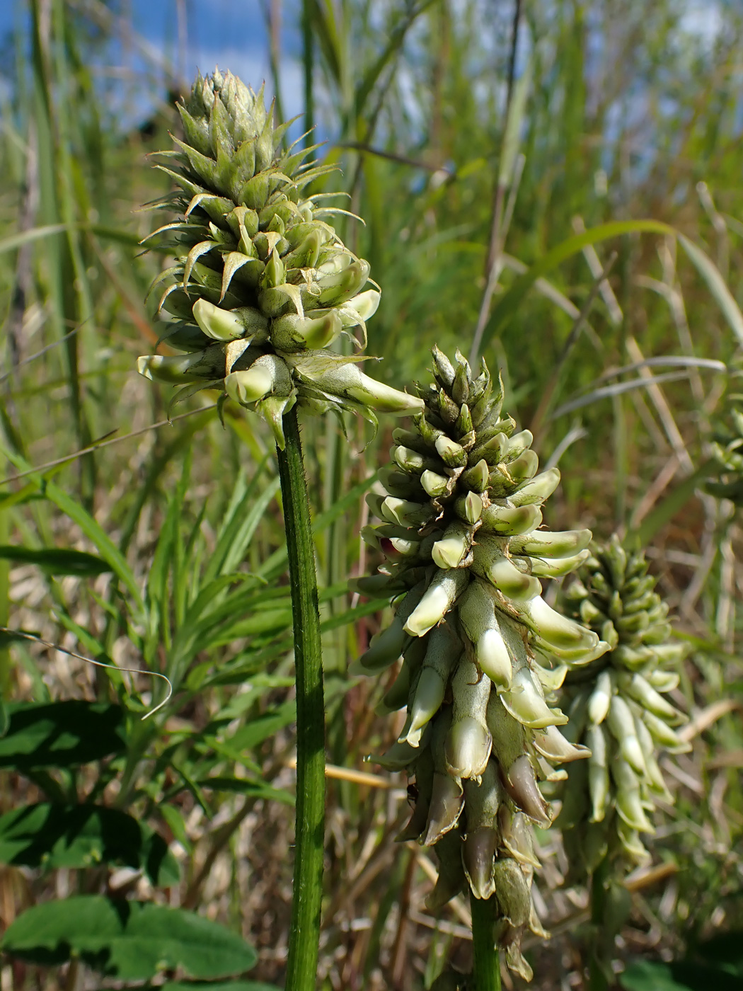 Image of Astragalus uliginosus specimen.