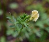 View full-size image genus Vicia
