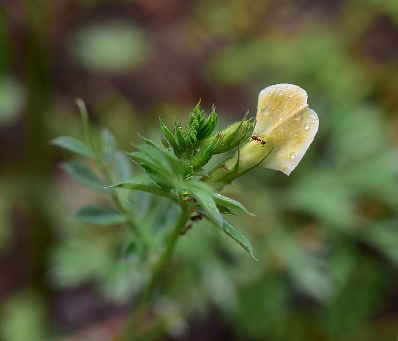 Image of genus Vicia specimen.