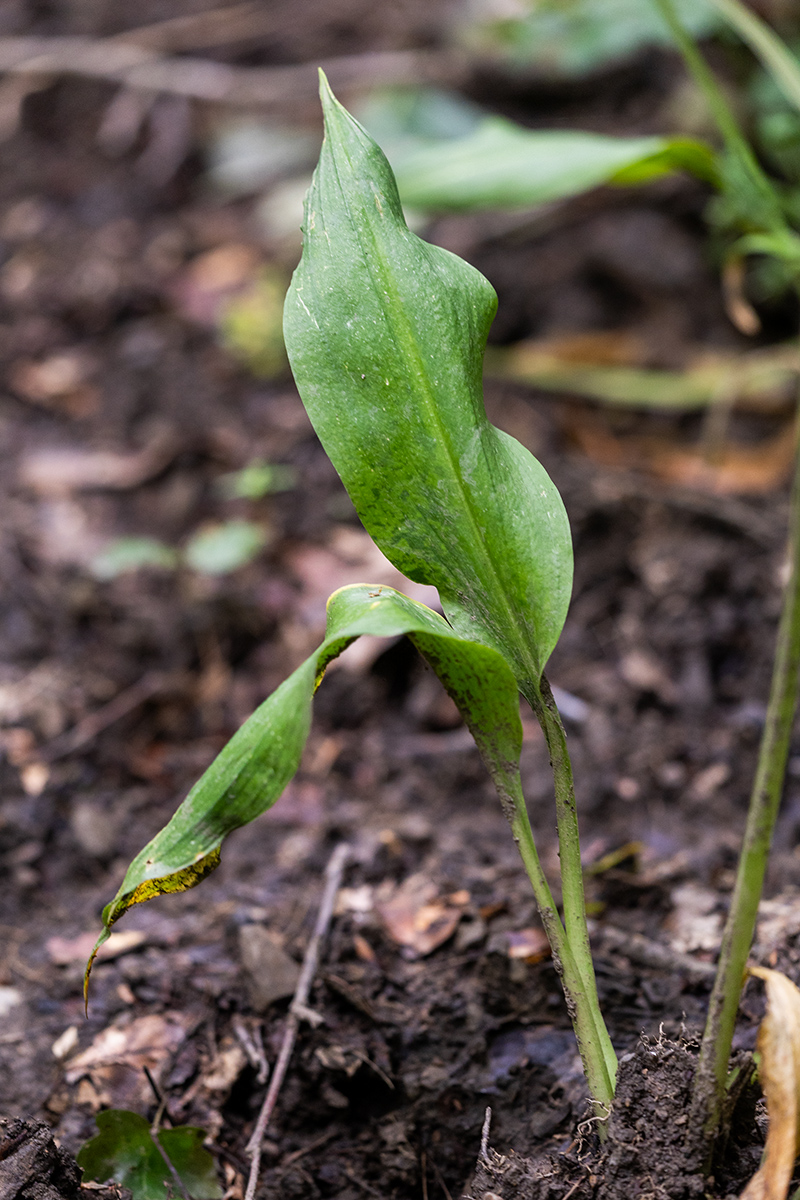 Image of Allium ursinum specimen.