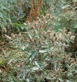 genus Cirsium. Верхушки растений с соцветиями. Армения, Вайоцдзорская обл., окр. г. Джермук, нарушенный горный луг. 07.08.2018.