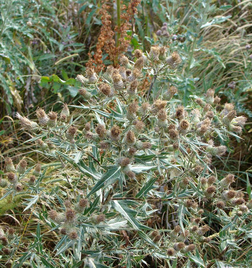 Image of genus Cirsium specimen.