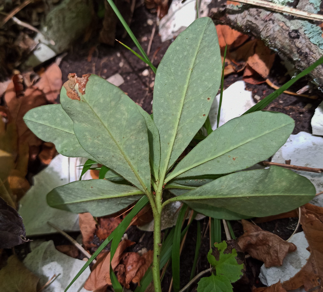 Image of genus Rhododendron specimen.