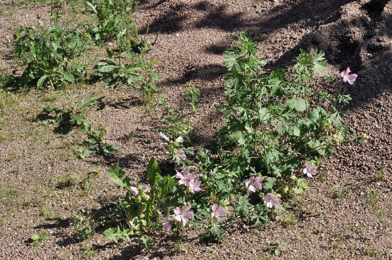 Изображение особи Malva moschata.