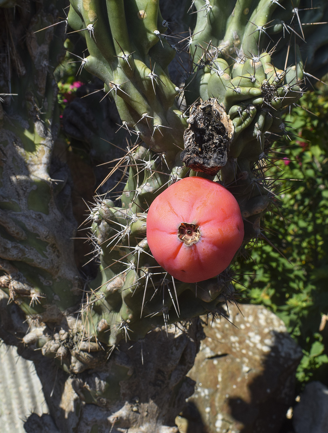 Image of genus Cereus specimen.