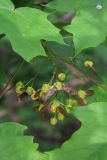 Acer platanoides. Завязавшиеся плоды. Москва, Кузьминский парк. 17.05.2011.