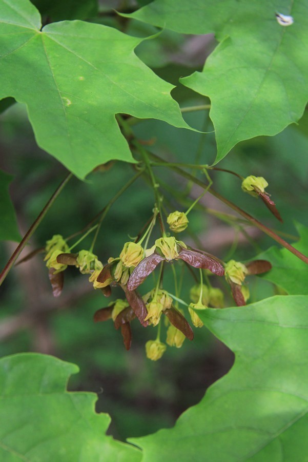 Image of Acer platanoides specimen.