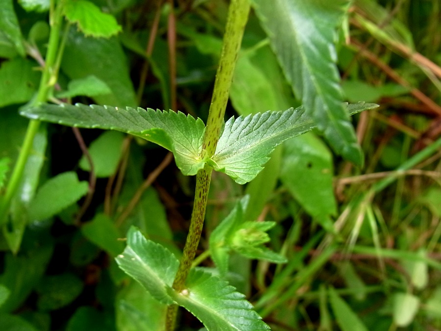 Изображение особи Rhinanthus glacialis ssp. subalpinus.