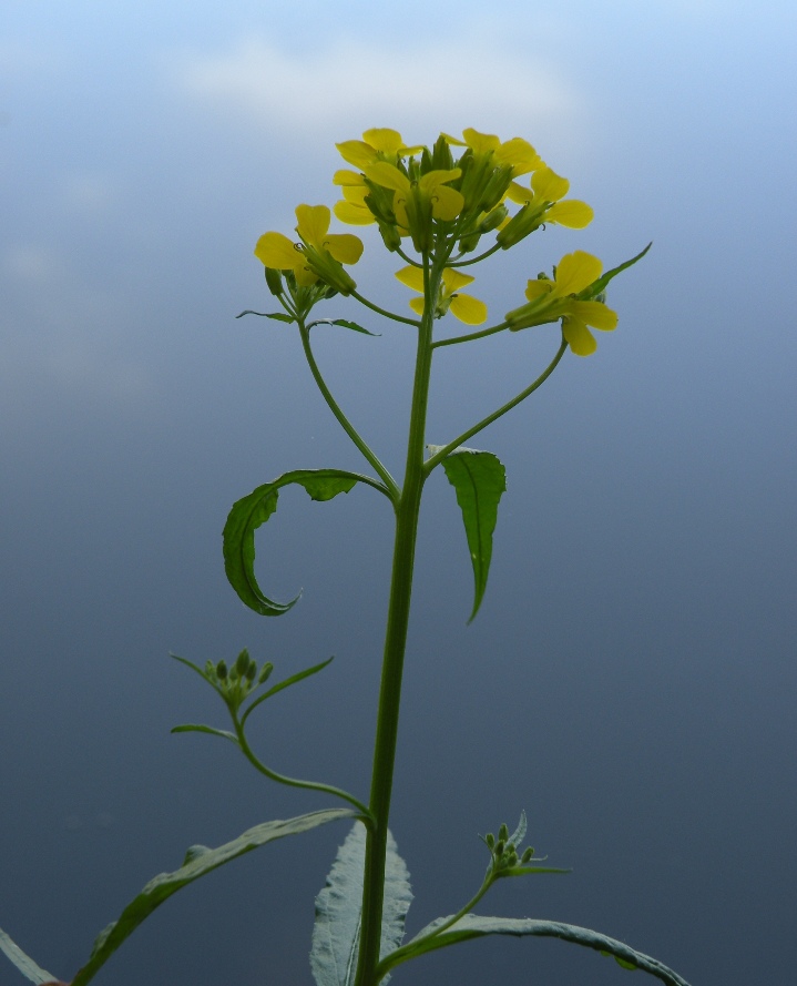 Image of Erysimum aureum specimen.