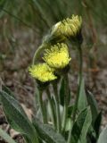 Pilosella officinarum. Соцветия. Смоленская обл., Смоленский р-н, окр. дер. Жарь. 05.06.2011.