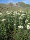 Achillea nobilis. Цветущие растения. ЮВ Крым, окр. пос. Коктебель, хр. Кучук-Янышар. 8 июня 2011 г.