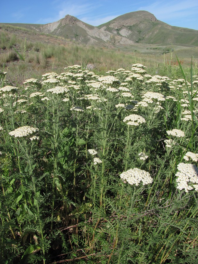 Image of Achillea nobilis specimen.