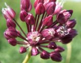 Allium rotundum