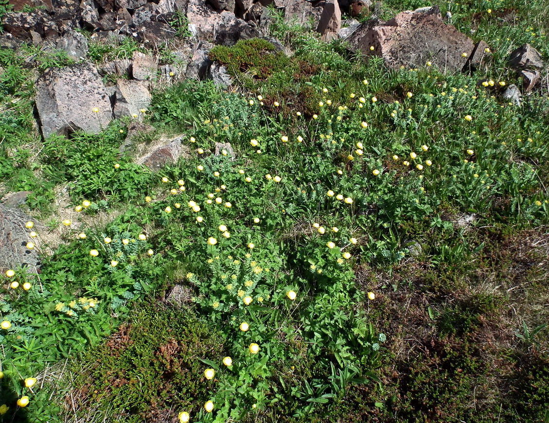 Изображение особи Trollius europaeus.