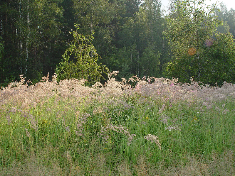 Image of Calamagrostis epigeios specimen.