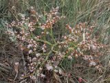 Goniolimon tauricum. Отцветшее растение. ЮВ Крым, окр. пос. Орджоникидзе. 27 июля 2011 г.