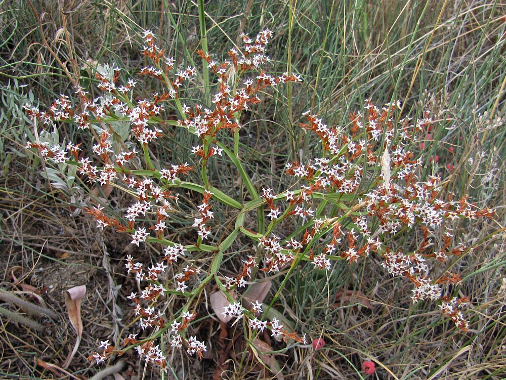 Изображение особи Goniolimon tauricum.