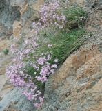 Gypsophila patrinii. Цветущее растение. Иркутская обл., озеро Байкал, Малое Море, бухта Базарная. 22.07.2011.