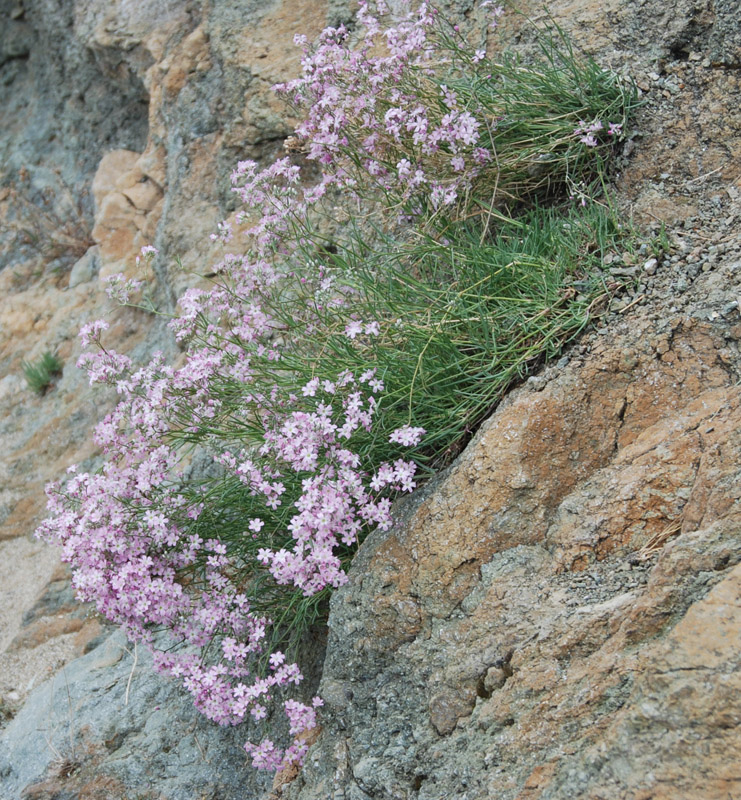 Изображение особи Gypsophila patrinii.