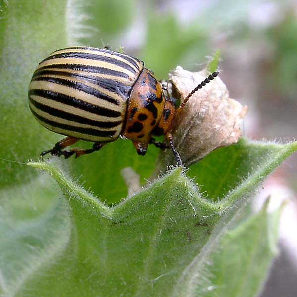 Image of Hyoscyamus niger specimen.
