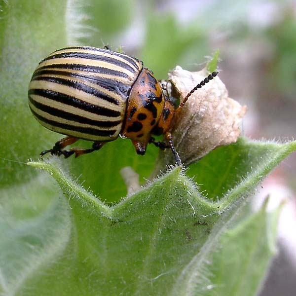 Изображение особи Hyoscyamus niger.