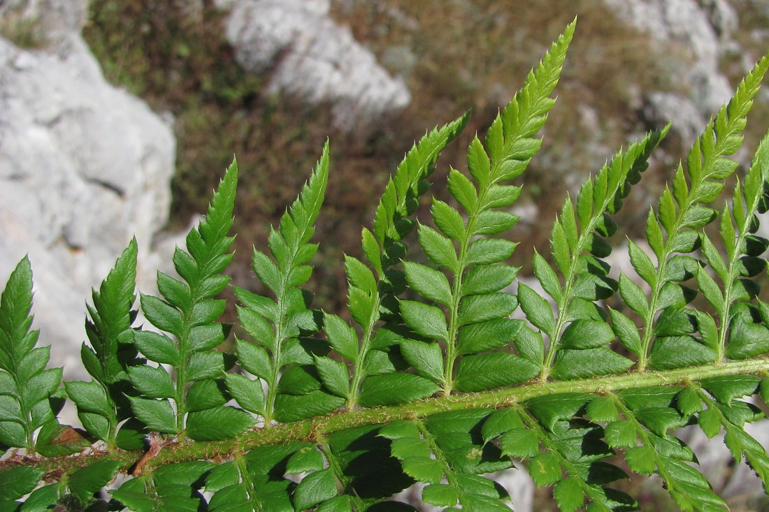 Изображение особи Polystichum aculeatum.