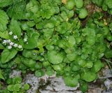 Saxifraga rotundifolia. Цветущее растение. Черногория, Динарское нагорье, горный массив Дурмитор. 04.07.2011.